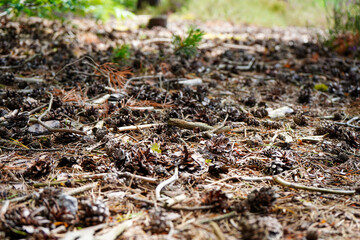 Pine cones on the forest floor