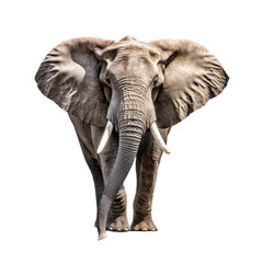 A majestic elephant standing against a dramatic black backdrop. Isolated background. Transparent PNG. Generative AI