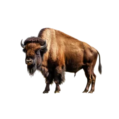 Foto auf Acrylglas Büffel A majestic bison standing proudly in the darkness. Isolated background. Transparent PNG. Generative AI