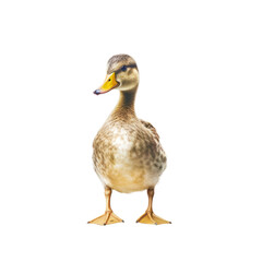 A duck with a vibrant yellow beak against a sleek isolated background. Isolated background. Transparent PNG. Generative AI
