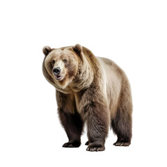 Obraz premium A majestic brown bear standing against a isolated background. Isolated background. Transparent PNG. Generative AI
