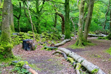 footpath in the forest