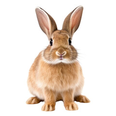 A cute brown rabbit sitting on a white floor. Isolated background. Transparent PNG. Generative AI - obrazy, fototapety, plakaty