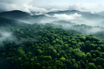Obraz premium The tree forest is shown from above, landscape backgrounds. 