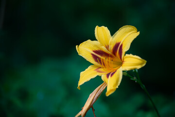 Obraz premium isolated yellow lily in the shade