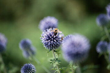 intimate view of a bee on Echinops sphaerocephalus or globe thistle on a creamy purple and green background