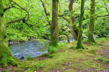 stream in the forest