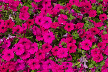 field of pink petunia flowers