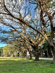 Nature background of the lush and large trembesi tree. Woodland walk past giant trees with huge trunks and branches at UNEJ