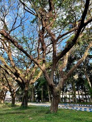 Nature background of the lush and large trembesi tree. Woodland walk past giant trees with huge trunks and branches at UNEJ