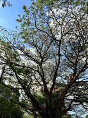 Nature background of the lush and large trembesi tree. Woodland walk past giant trees with huge trunks and branches at UNEJ