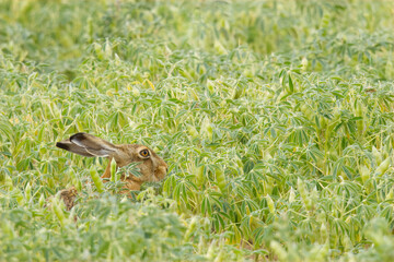 Feldhaase in Lupienenfeld
