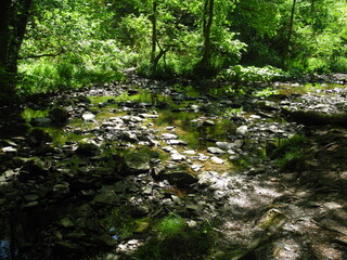 Ein Bach im Wald