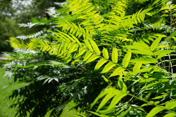 common sumac leaves mostly backlit by an intense midday summer sun