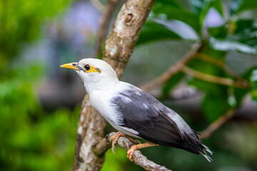 The black-winged myna (Acridotheres melanopterus) is a species of starling in the family Sturnidae. 
It is endemic to Indonesia.