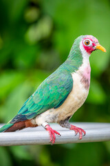 The jambu fruit dove (Ptilinopus jambu) is a smallish colourful fruit dove, which inhabits mangrove swamps and lowland rain forests