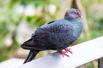 The metallic pigeon (Columba vitiensis) is a medium-sized, up to 37 cm long, bird in the family Columbidae.