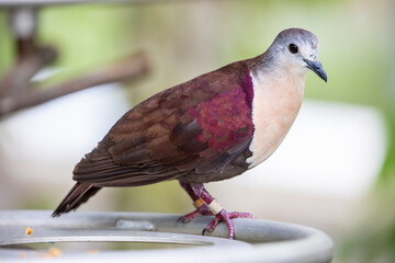 The Santa Cruz ground dove (Pampusana sanctaecrucis) is a species of bird in the family Columbidae. It is found in the southern Solomon Islands and Vanuatu. It is threatened by habitat loss.