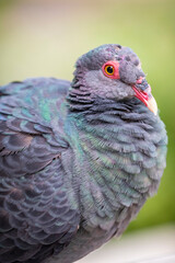 The metallic pigeon (Columba vitiensis) is a medium-sized, up to 37 cm long, bird in the family Columbidae.