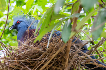 Victoria crowned pigeon in nest. 
It  is a large, bluish-grey pigeon with elegant blue lace-like crests, maroon breast, and red irises.
Its name commemorates the British monarch Queen Victoria.