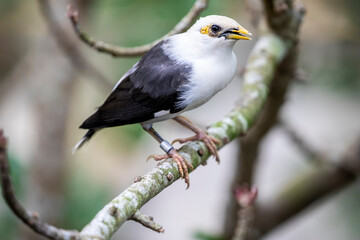 The black-winged myna (Acridotheres melanopterus) is a species of starling in the family Sturnidae. 
It is endemic to Indonesia.