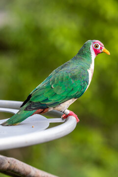 The jambu fruit dove (Ptilinopus jambu) is a smallish colourful fruit dove, which inhabits mangrove swamps and lowland rain forests