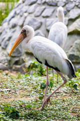 The closeup image of Milky stork(Mycteria cinerea) 
A medium, almost completely white plumaged stork species found predominantly in coastal mangroves in parts of SEA.