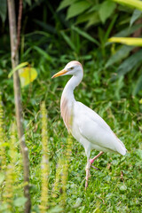 The cattle egret (Bubulcus ibis) stands in the Koi pond. 
It is a cosmopolitan species of heron found in the tropics, subtropics, and warm-temperate zones. 