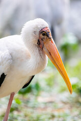 The closeup image of Milky stork(Mycteria cinerea) 
A medium, almost completely white plumaged stork species found predominantly in coastal mangroves in parts of SEA.