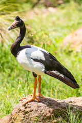 The magpie goose (Anseranas semipalmata) is the sole living representative species of the family Anseranatidae. This common waterbird is found in northern Australia and southern New Guinea.