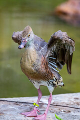 Plumed whistling duck (Dendrocygna eytoni) is a whistling duck that breeds in Australia. It is a predominantly brown-coloured duck with a long neck and characteristic plumes arising from its flanks. 