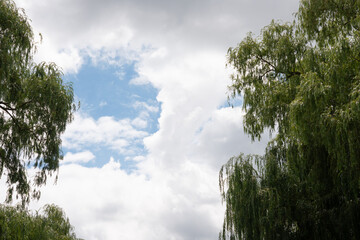 Fototapeta premium clouds and trees