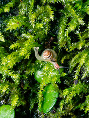 苔の上のカタツムリの赤ちゃん縦写真