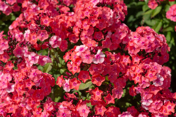 phlox cluster blossoms in summer