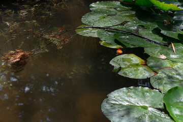 Obraz na płótnie Canvas goldfish and lily pads on a still pond