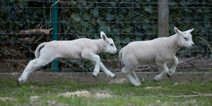 Two young white lambs play and jump in meadow
