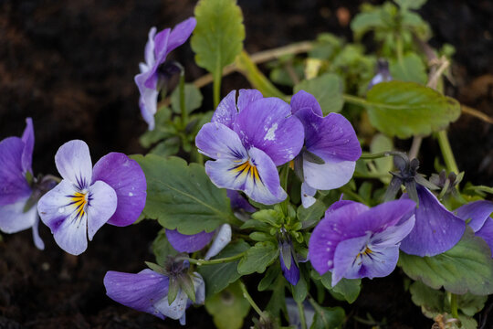 Viola tricolor, detailed photo.