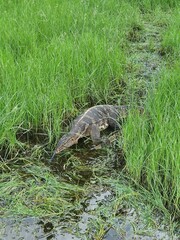 Varanus salvator macromaculatus In Thailand, they are hunting for fish.