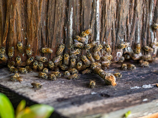養蜂　ニホンミツバチ