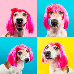 Dog in pink wig on blue, yellow and pink background looking to the camera. Fashion pet with fancy hairstyle. Collage set multiple 4 photos 