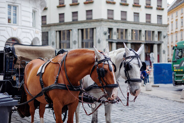 Naklejka na ściany i meble horse and carriage in historic center of Vienna Austria 