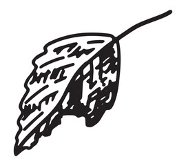 Outline clipart of fallen leaf. Doodle of autumn botany attribute. Hand drawn vector illustration isolated on white background.