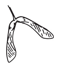 Outline clipart of maple seed. Doodle of autumn botany, tree leaf. Hand drawn vector illustration isolated on white background.