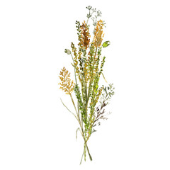 A bouquet of forest wild grasses and flowers. Watercolor illustration on a white background