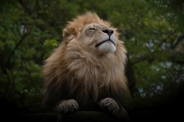 the head and tail of a lion with tree leaves in the background