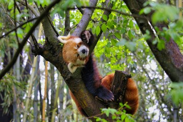 Adorable red panda is perched happily on a tree branch surrounded by lush green foliage