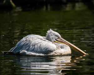 Closeup of a Dalmatian pelican swimming in a lake
