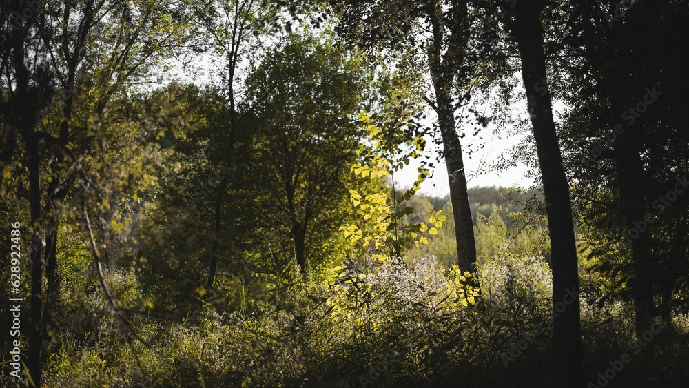 Poster Picturesque view of a peaceful forest with lush green trees