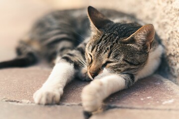 Closeup shot of an adorable tabby cat sleeping near a wall