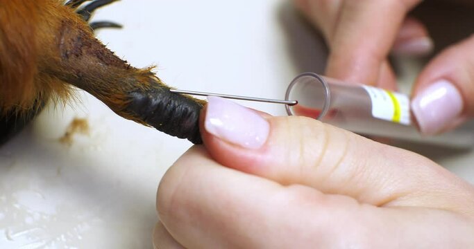 Holding the guinea pig by the paw, the veterinarian draws blood into a test tube for analysis. In a veterinary clinic, a professional doctor draws blood from a small marine snapshot of a rodent.